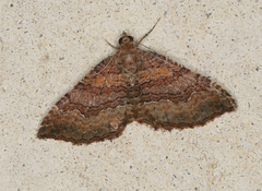 Chrysolarentia bichromata