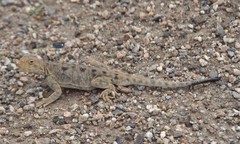 Phrynocephalus vlangalii