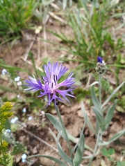 Centaurea fuscomarginata