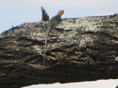 Agama lionotus