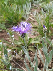 Centaurea fuscomarginata