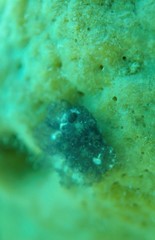 Distaplia