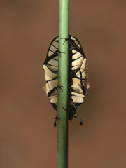 Gnathocera trivittata