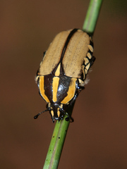 Gnathocera trivittata