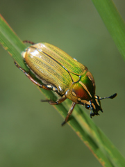Gnathocera lurida