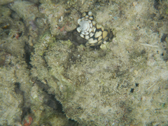 Conus marmoreus