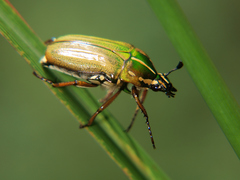 Gnathocera lurida