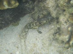 Epinephelus merra
