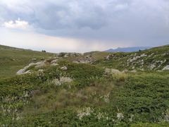 Cerastium biebersteinii