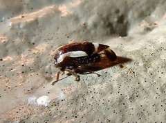 Ophiderma flavicephala