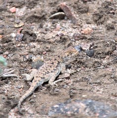 Phrynocephalus vlangalii