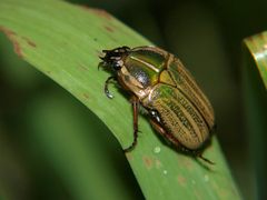 Gnathocera lurida