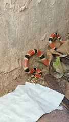 Sonora palarostris