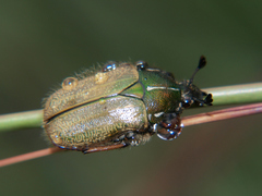 Gnathocera lurida