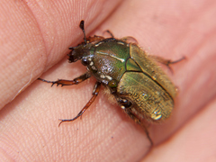 Gnathocera lurida
