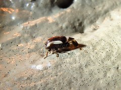 Ophiderma flavicephala