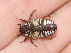 Gnathocera lurida