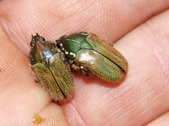 Gnathocera lurida