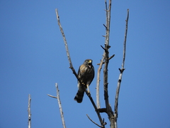 Rupornis magnirostris