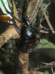 Mecynorhina passerinii