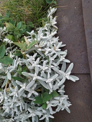 Cerastium biebersteinii