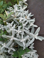 Cerastium biebersteinii