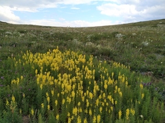 Linaria biebersteinii