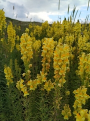 Linaria biebersteinii