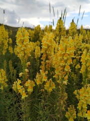 Linaria biebersteinii