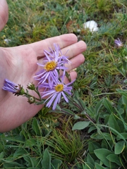 Aster amellus bessarabicus