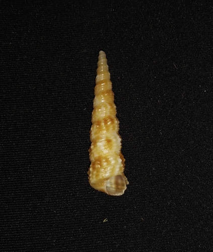 Turritella nodulosa observed 2021-02-13