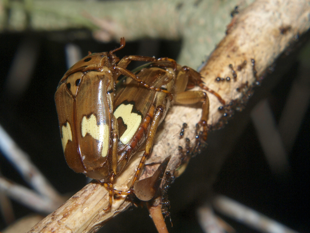 Zigzag Fruit Chafer from Lusaka, Zambia on February 13, 2018 at 09:08 ...