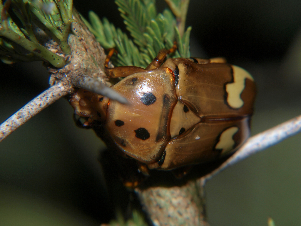 Zigzag Fruit Chafer from Lusaka, Zambia on February 20, 2018 at 08:55 ...