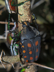 Mecynorhina passerinii