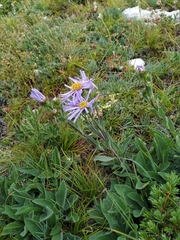 Aster amellus bessarabicus