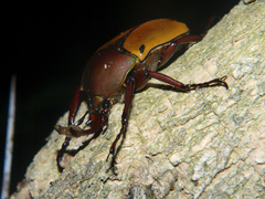 Eudicella tetraspilota