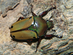 Eudicella tetraspilota