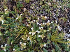 Teucrium montanum jailae