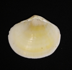 Dosinia dunkeri