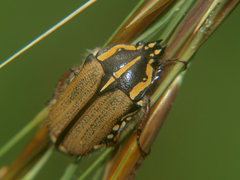 Gnathocera trivittata