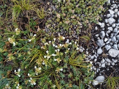 Teucrium montanum jailae
