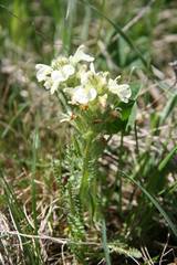 Pedicularis armena