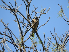 Rupornis magnirostris