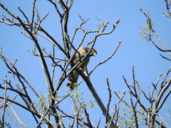 Rupornis magnirostris