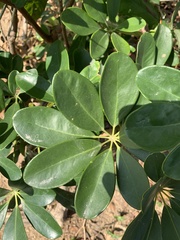 Heptapleurum arboricola