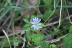 Anemonoides caucasica