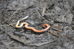 Gongylosoma baliodeira