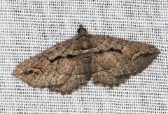 Chrysolarentia plagiocausta