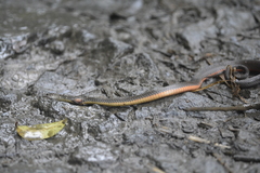 Gongylosoma baliodeira