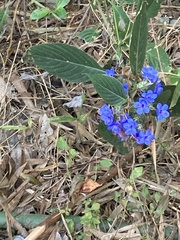 Eranthemum